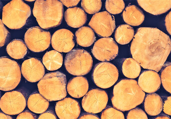 ČESKO: FSC certifikace - o „ekologické“ dřevo je stále větší zájem